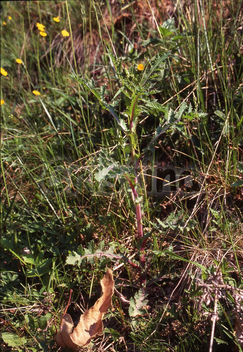 Sonchus asper / Grespino spinoso